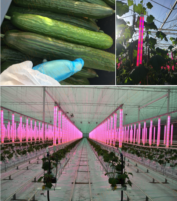 Led grow light for cucumber