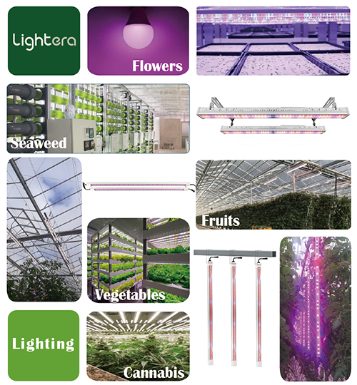 LED Horticulture lighting