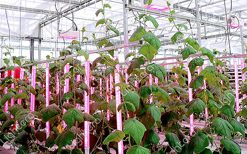 Led agricultural lighting 