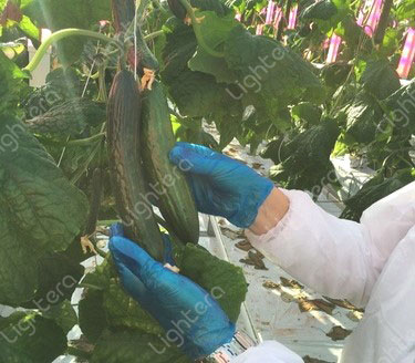 Led agricultural lighting 