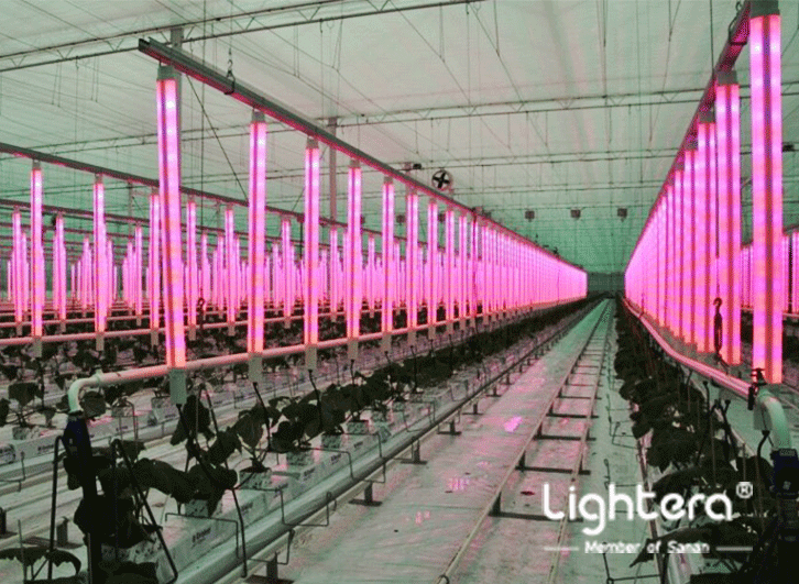 Commercial Greenhouse Grow Lights